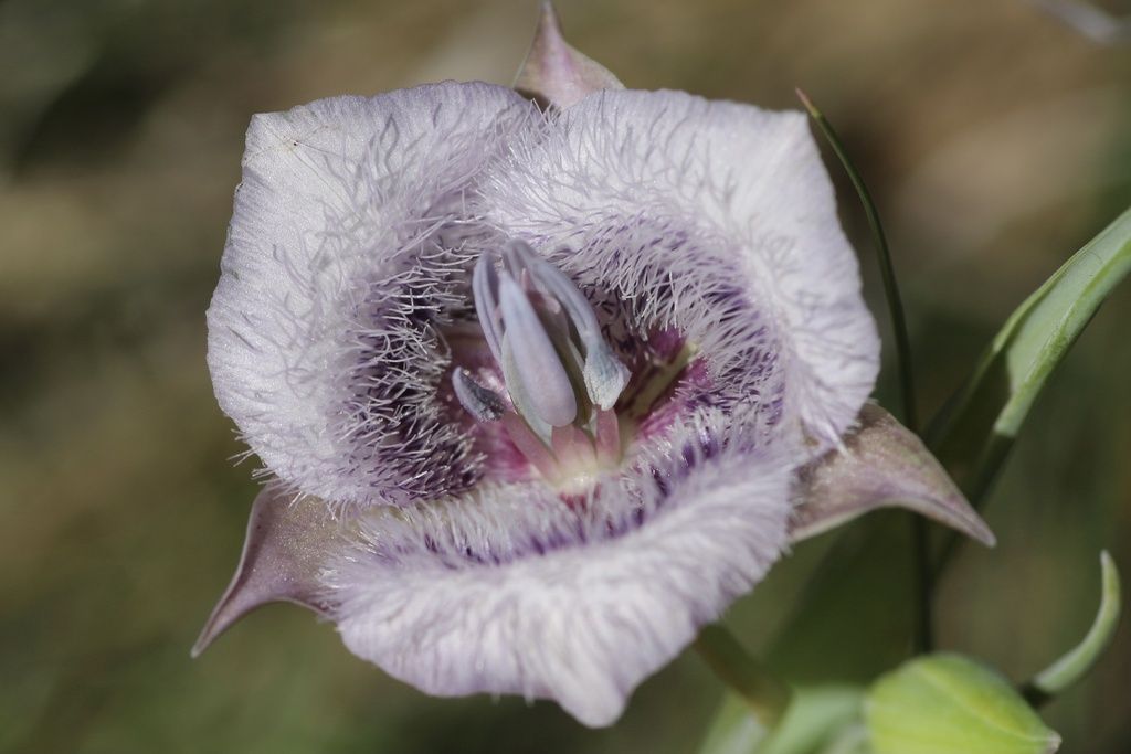 Tolmie's pussy ears (Calochortus tolmiei)
