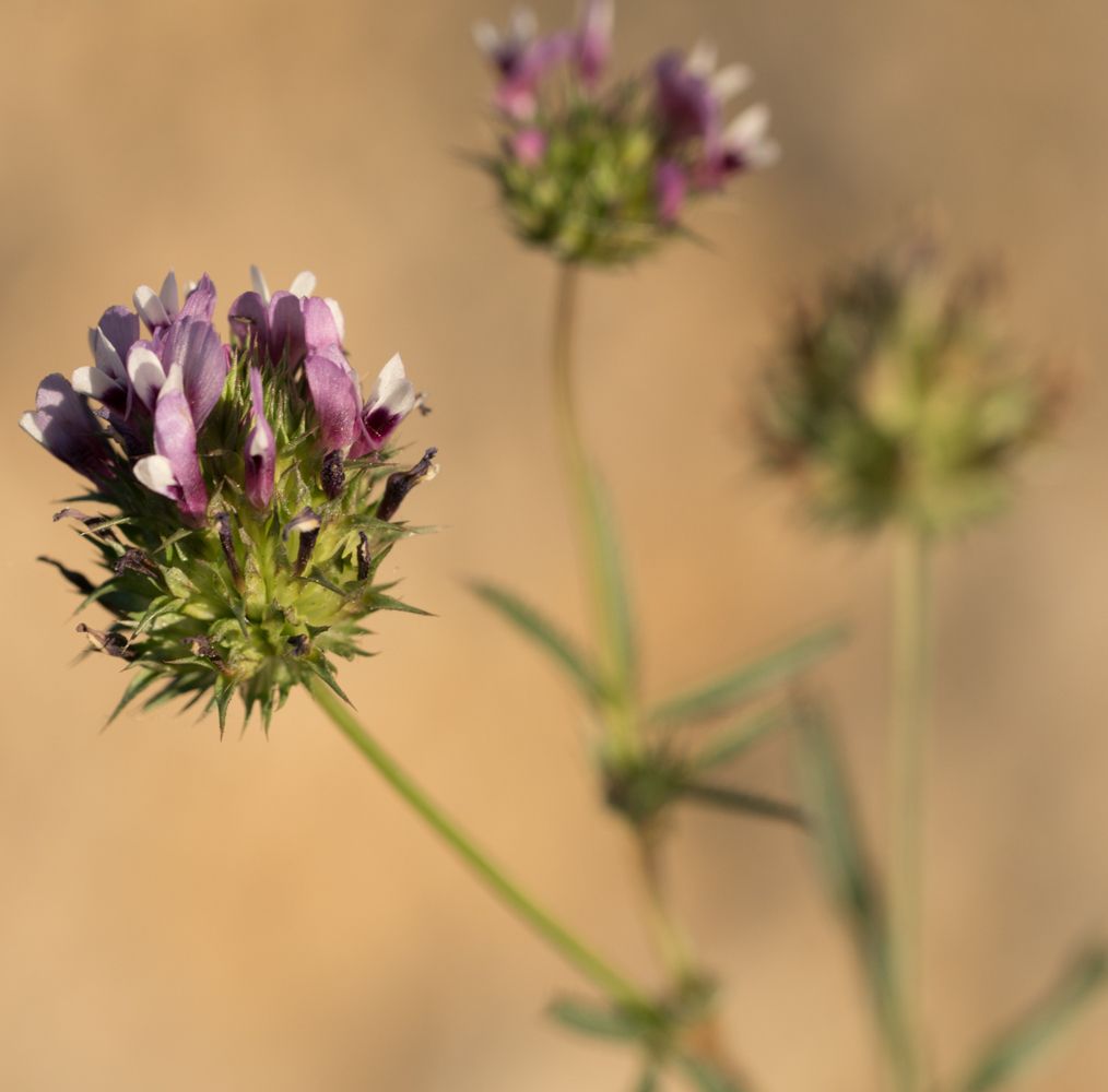 Tomcat clover (Trifolium willdenovii)