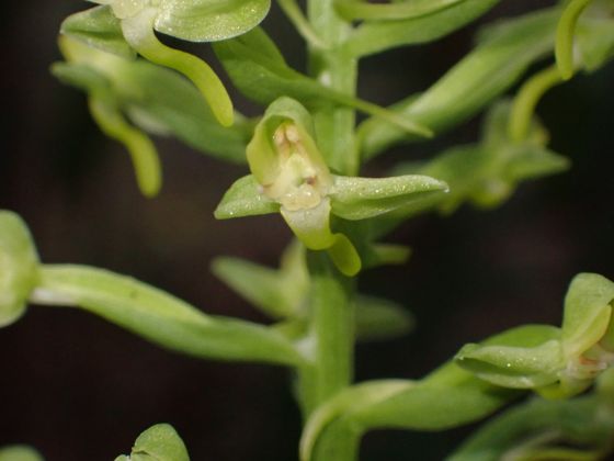 Toothpetal false reinorchid (Habenaria floribunda)