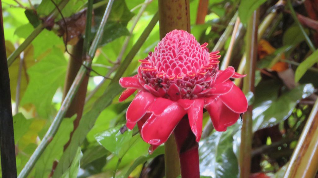 Torch ginger (Etlingera elatior)