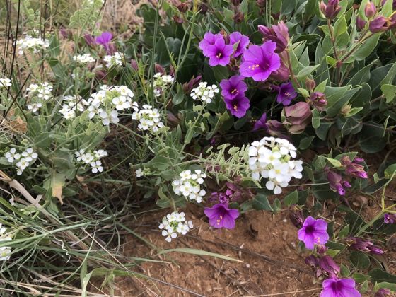 Touristplant (Dimorphocarpa wislizeni)