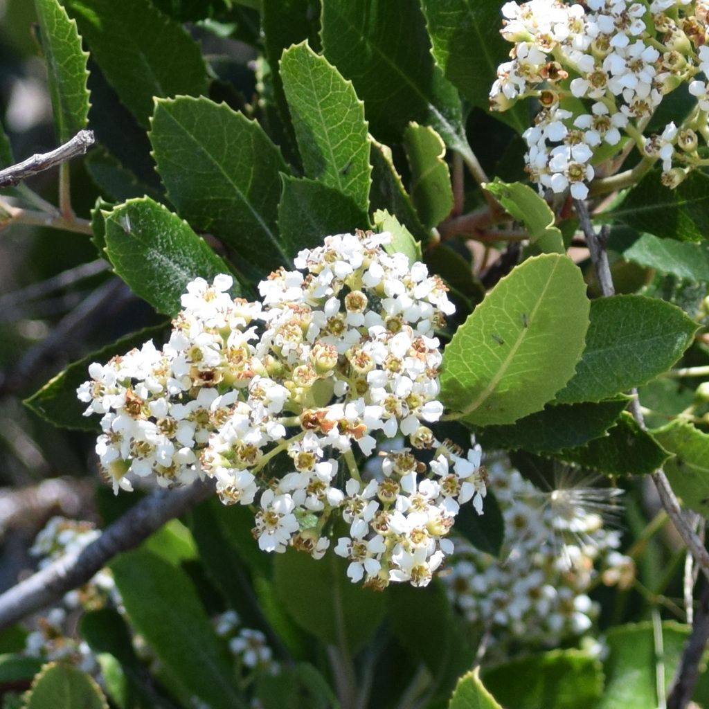 Toyon (Heteromeles arbutifolia)