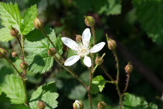 Trailing blackberry (Rubus ursinus)