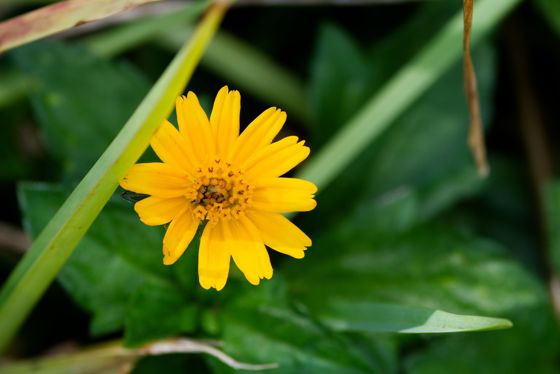 Trailing daisy (Sphagneticola trilobata)