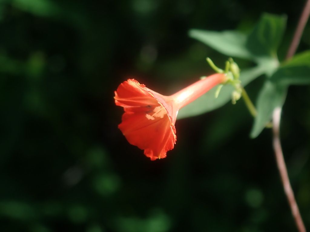 Trans-Pecos morning-glory (Ipomoea cristulata)