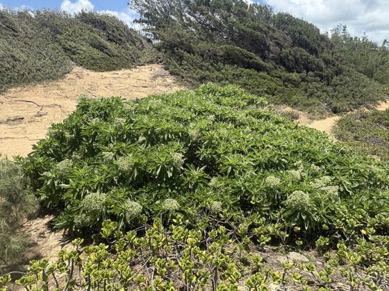 Tree heliotrope (Heliotropium arboreum)