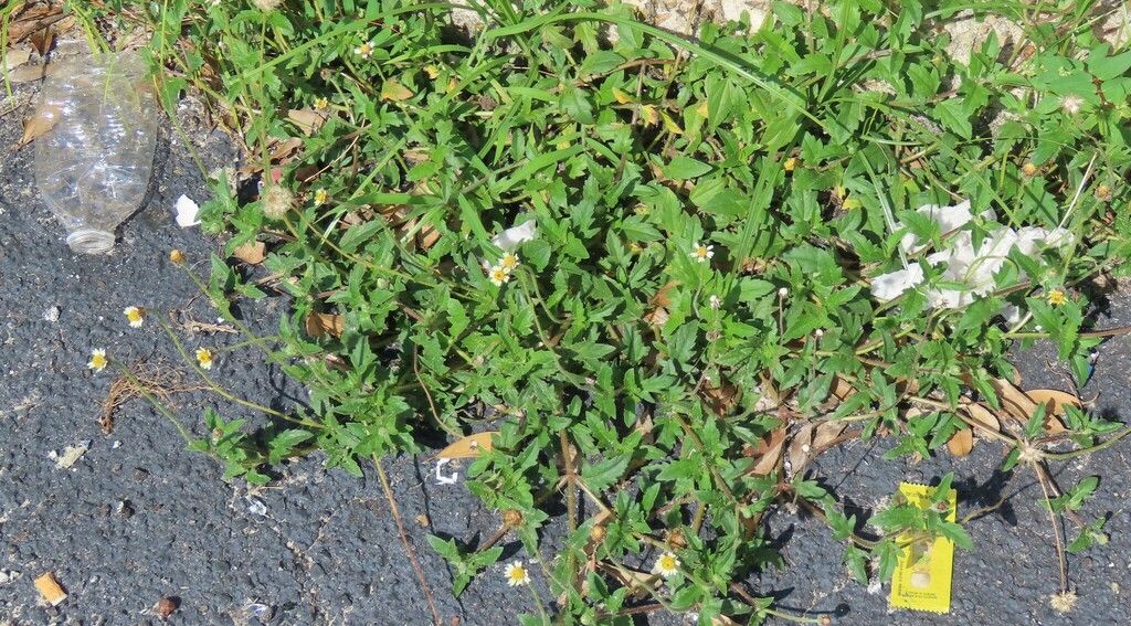 Tridax daisy (Tridax procumbens)