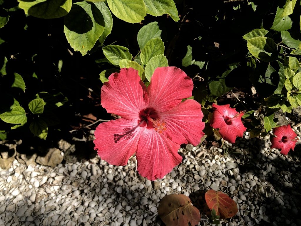 Tropical hibiscus (Hibiscus × rosa-sinensis)