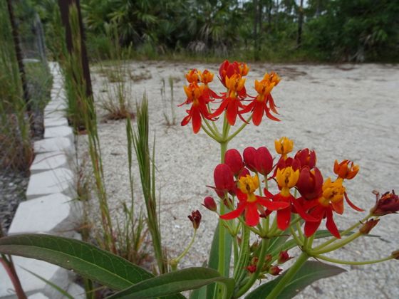 Tropical milkweed (Asclepias curassavica)