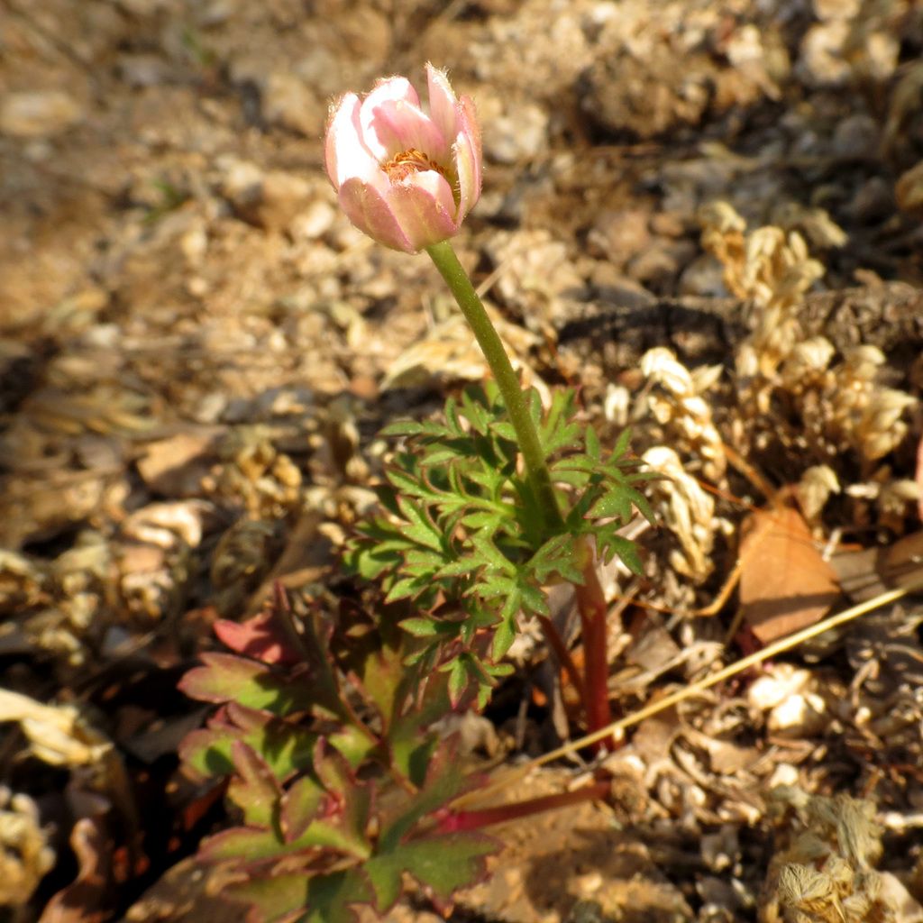 Tuber anemone (Anemone tuberosa)