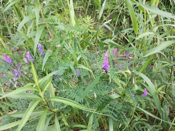 Tufted vetch (Vicia cracca)
