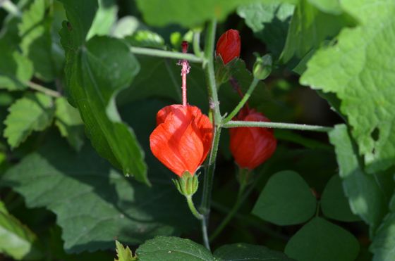 Turk's cap (Malvaviscus arboreus)