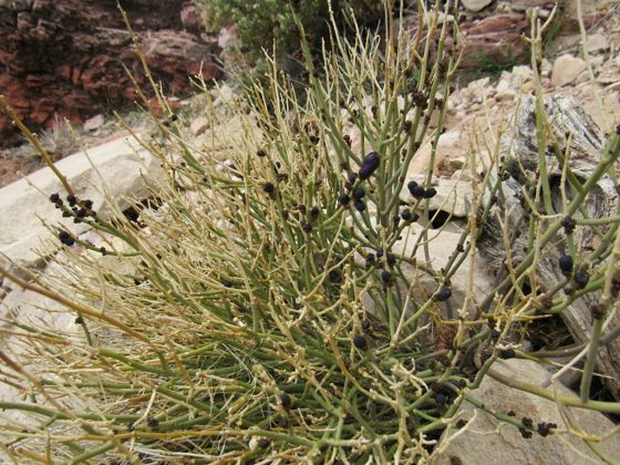 Turpentine broom (Thamnosma montana)