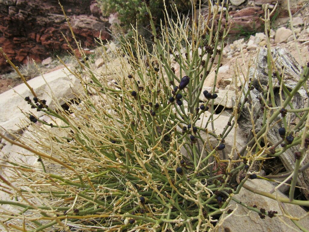 Turpentine broom (Thamnosma montana)