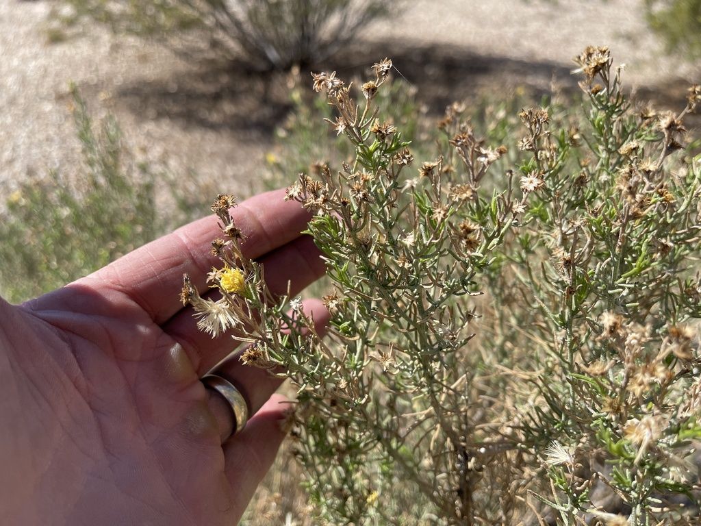Turpentine bush (Ericameria laricifolia)