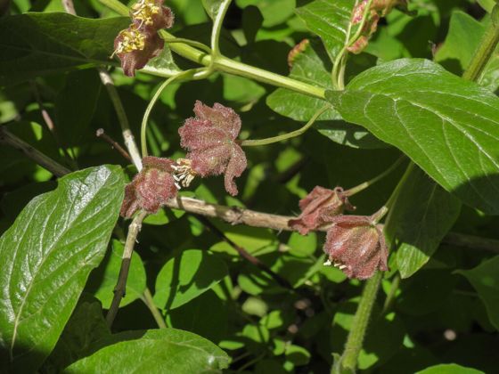 Twinberry honeysuckle (Lonicera involucrata)