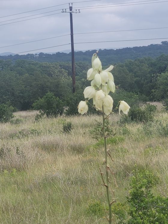 Twisted-leaf yucca (Yucca rupicola)