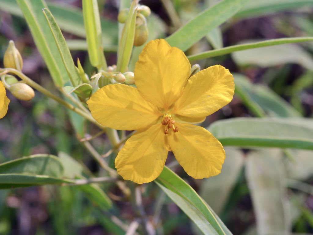 Two-leaved senna (Senna roemeriana)