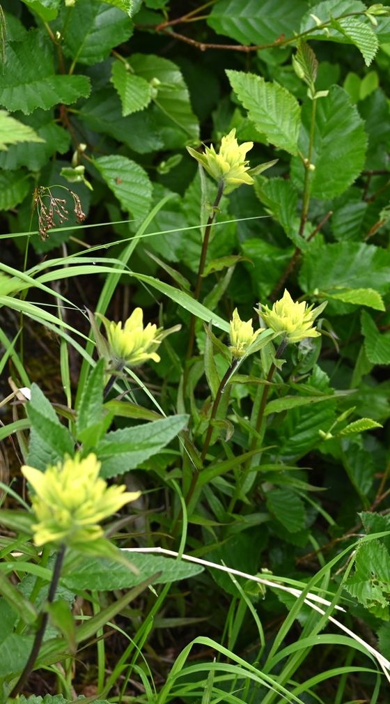 Unalaska paintbrush (Castilleja unalaschcensis)
