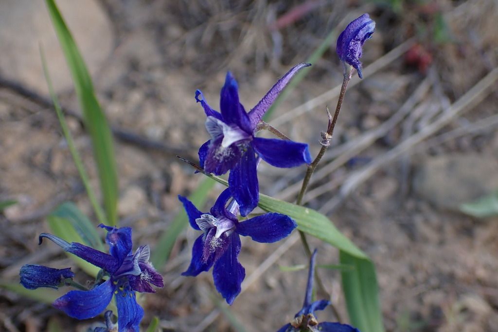 Upland larkspur (Delphinium nuttallianum)