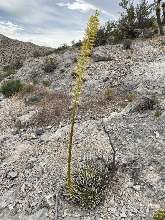 Utah agave (Agave utahensis)