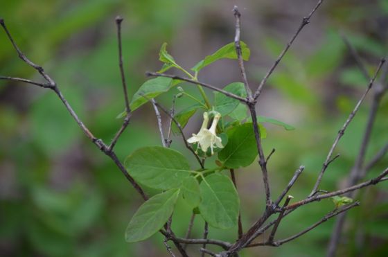 Utah honeysuckle (Lonicera utahensis)