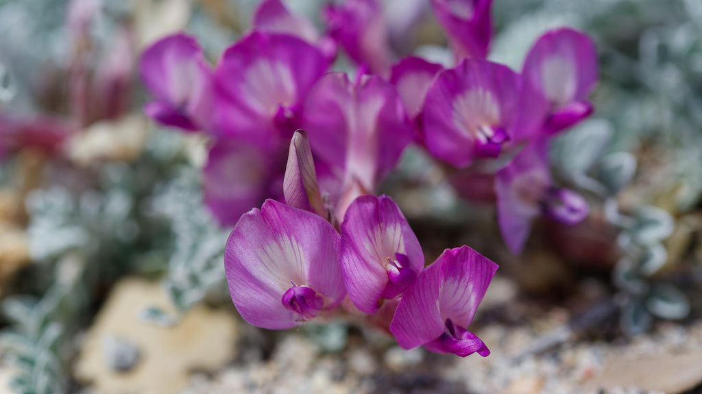 Utah milkvetch (Astragalus utahensis)