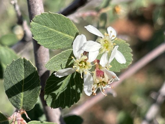 Utah serviceberry (Amelanchier utahensis)
