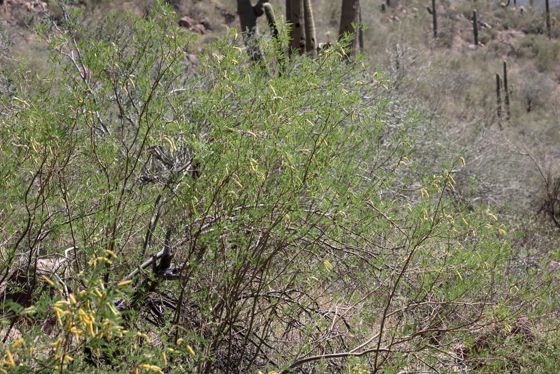 Velvet mesquite (Neltuma velutina)