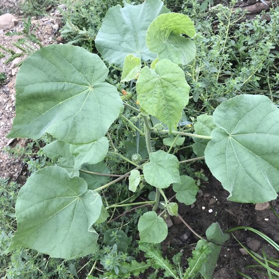 Velvetleaf (Abutilon theophrasti)
