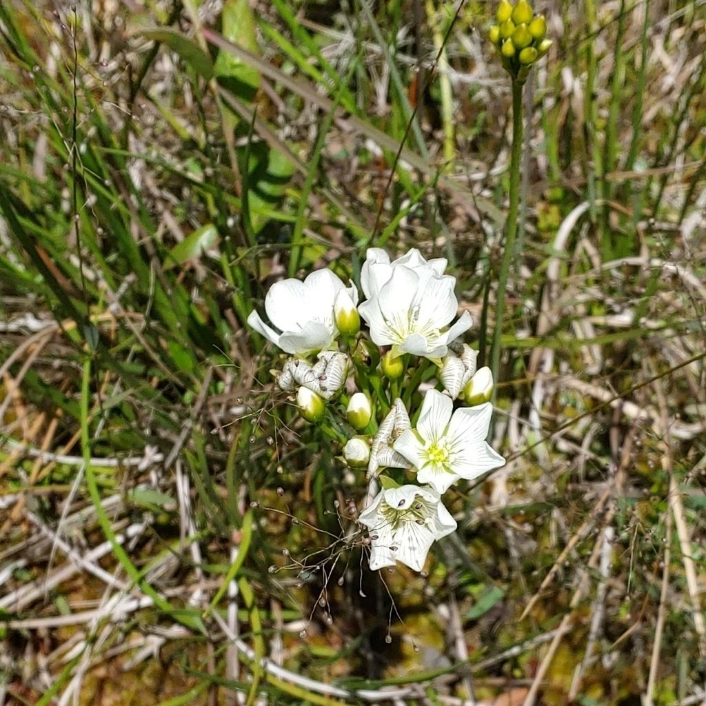 Venus flytrap (Dionaea muscipula)