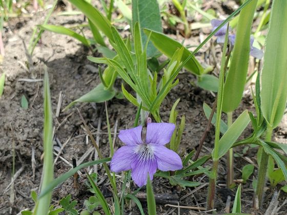Violets