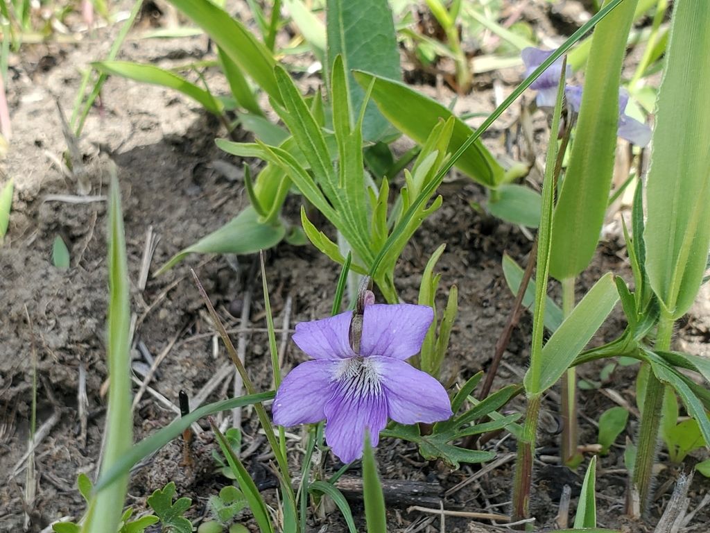 Violets (Viola)