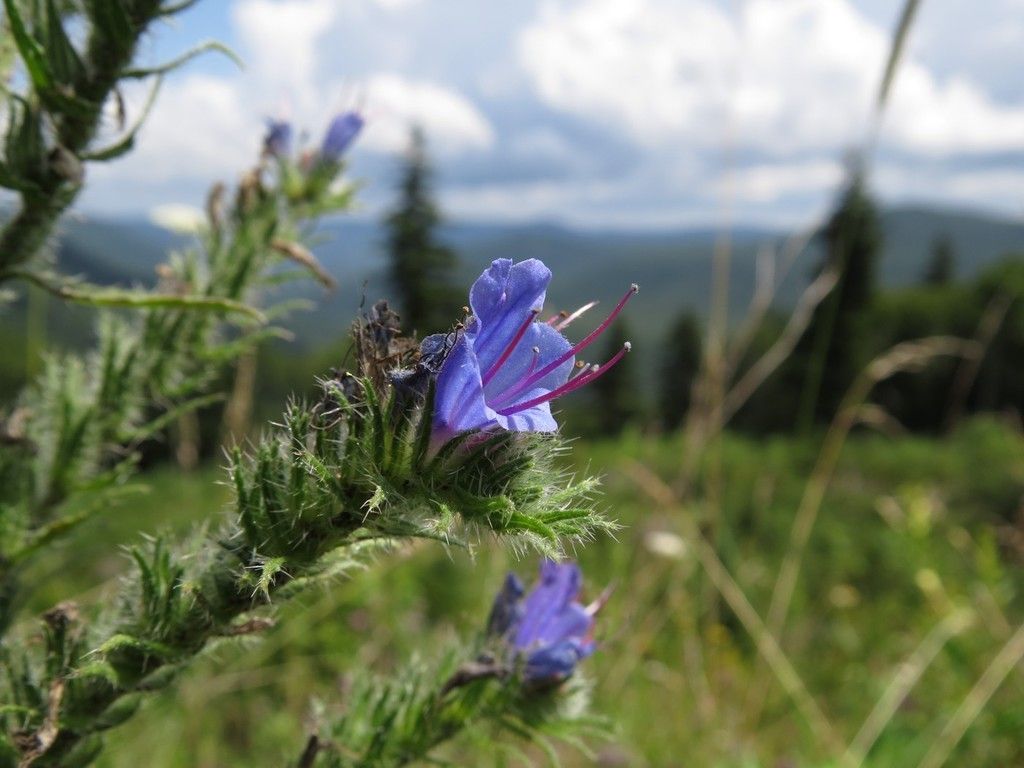 Viper's-bugloss (Echium vulgare)