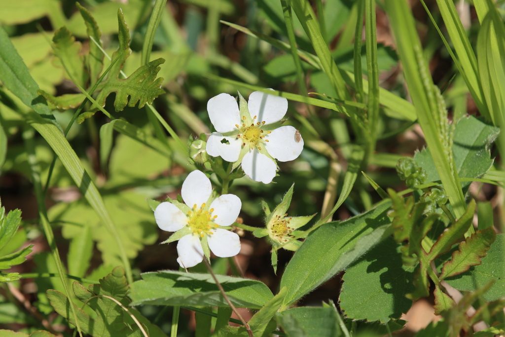 Virginia strawberry (Fragaria virginiana)