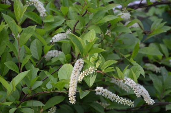 Virginia sweetspire (Itea virginica)