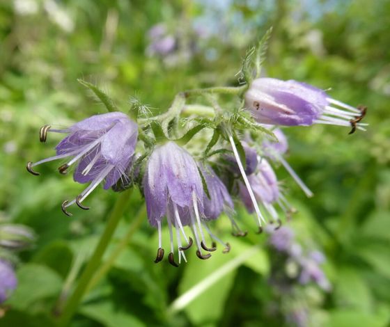 Virginia waterleaf (Hydrophyllum virginianum)