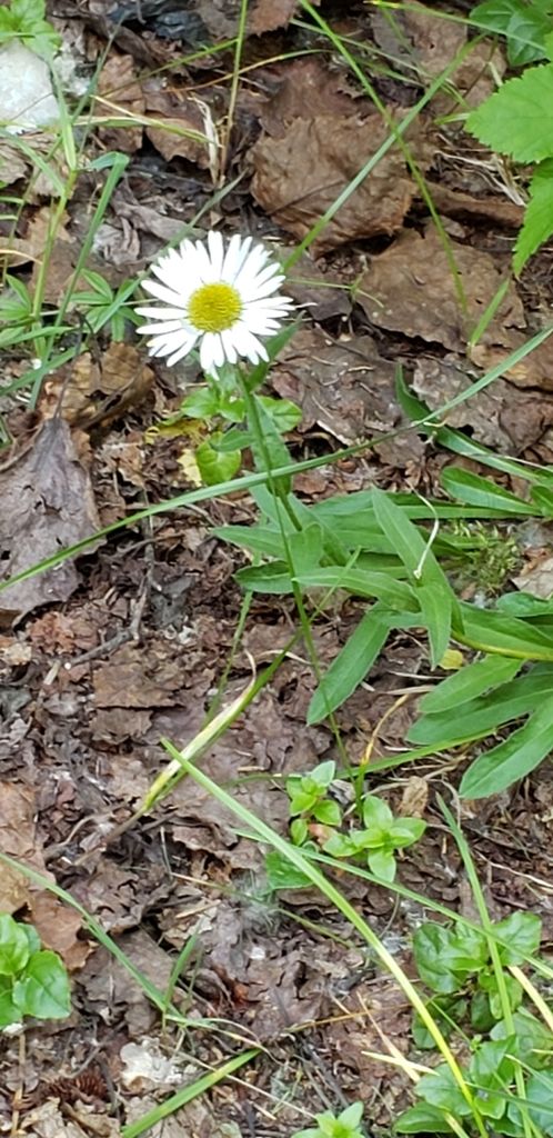 Wandering daisy (Erigeron peregrinus)