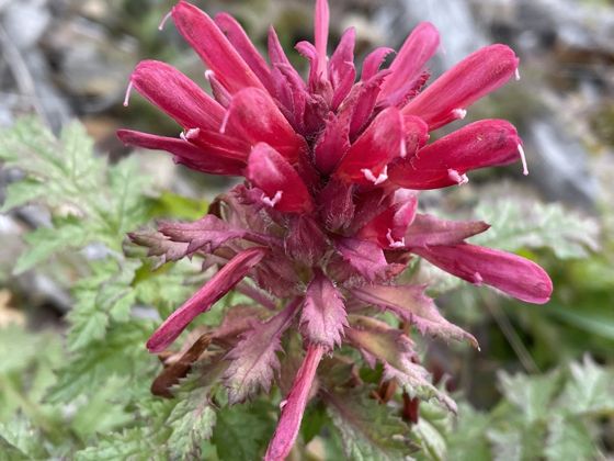 Warrior's plume (Pedicularis densiflora)