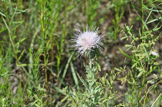 Wavyleaf thistle (Cirsium undulatum)
