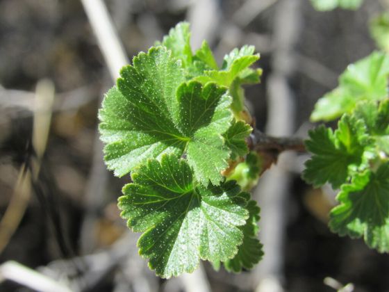 Wax currant (Ribes cereum)