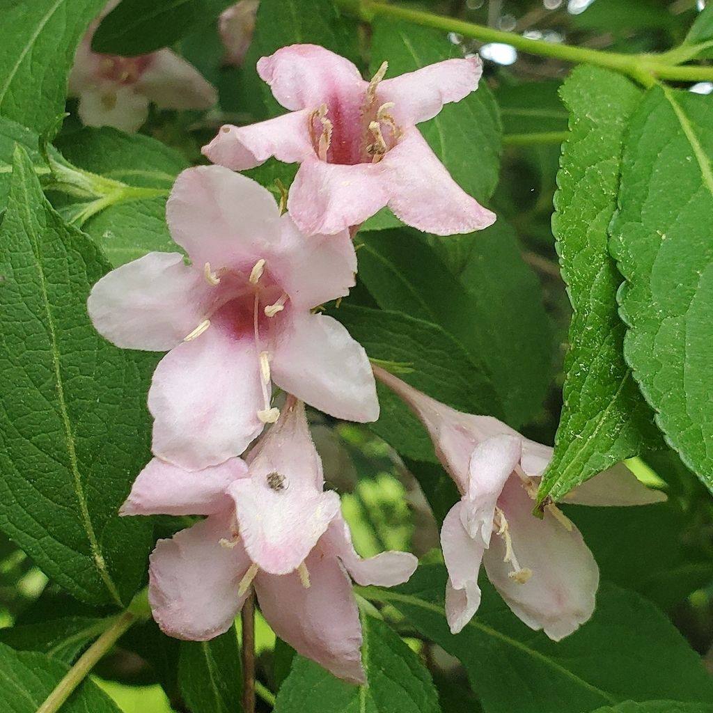 Weigela (Weigela florida)