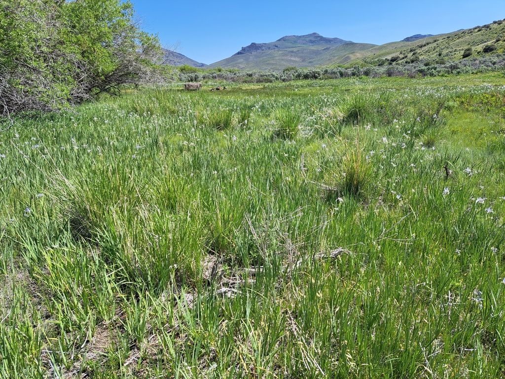 Western blue flag (Iris missouriensis)