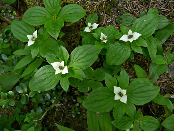 Western bunchberry (Cornus unalaschkensis)