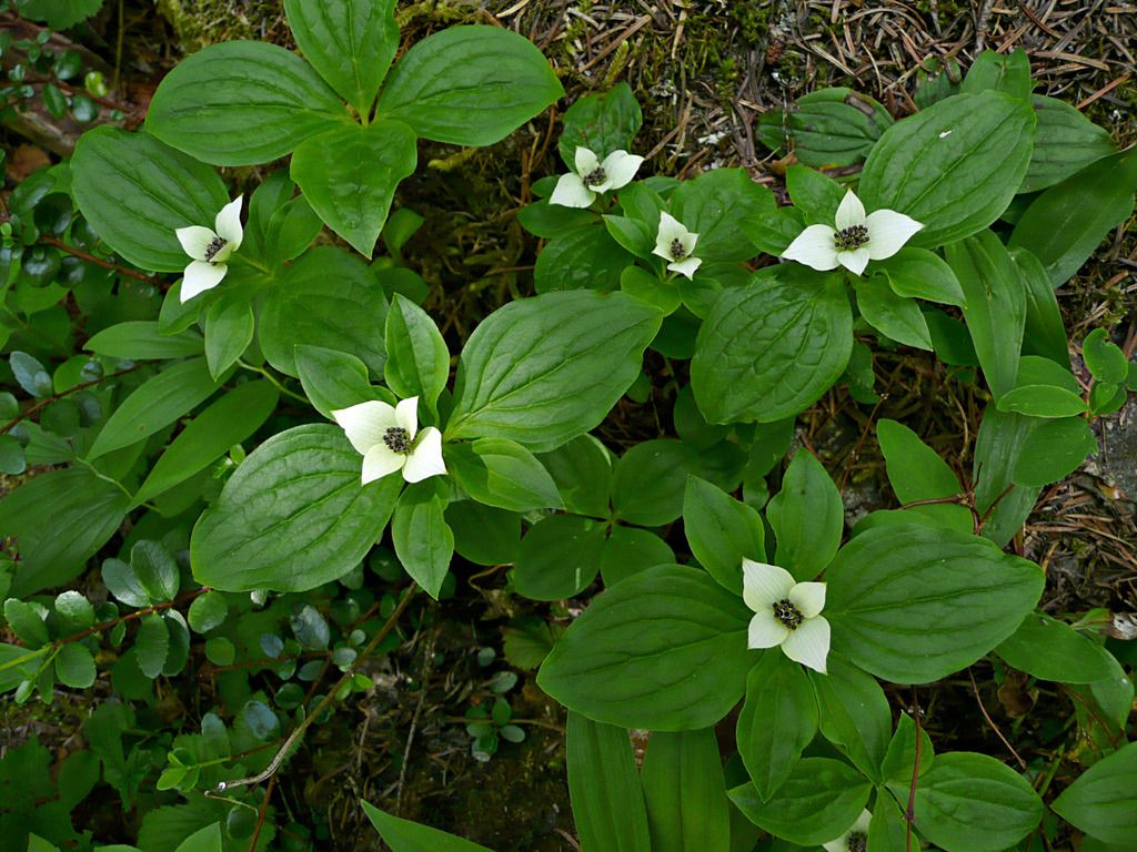 Western bunchberry (Cornus unalaschkensis)