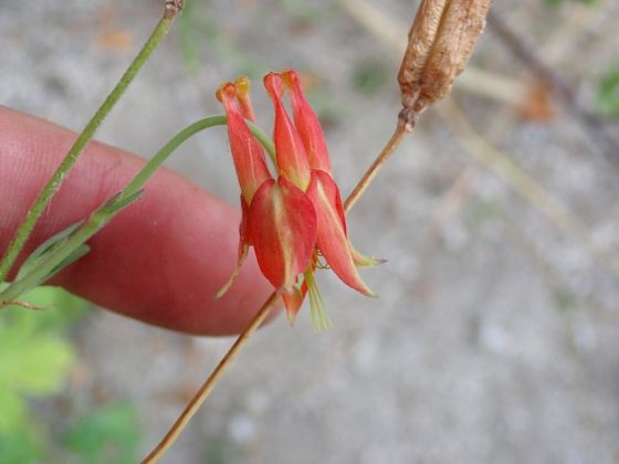 Western columbine (Aquilegia formosa)