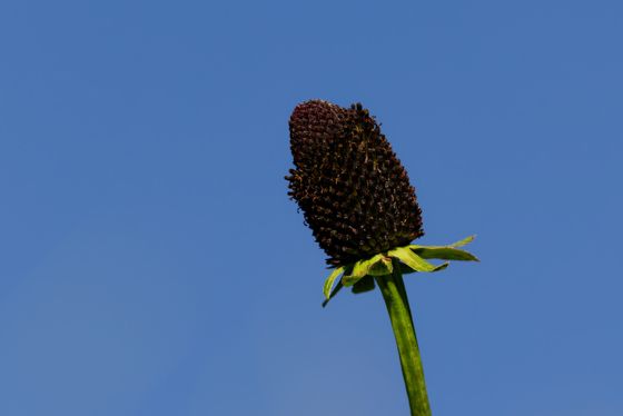 Western coneflower (Rudbeckia occidentalis)