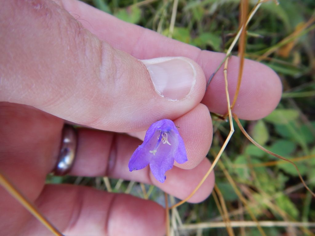 Western harebell (Campanula petiolata)