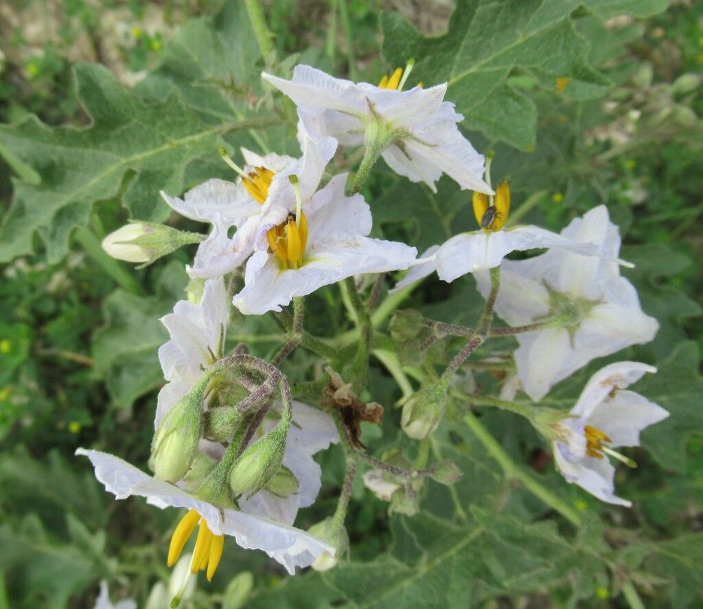 Western horsenettle (Solanum dimidiatum)