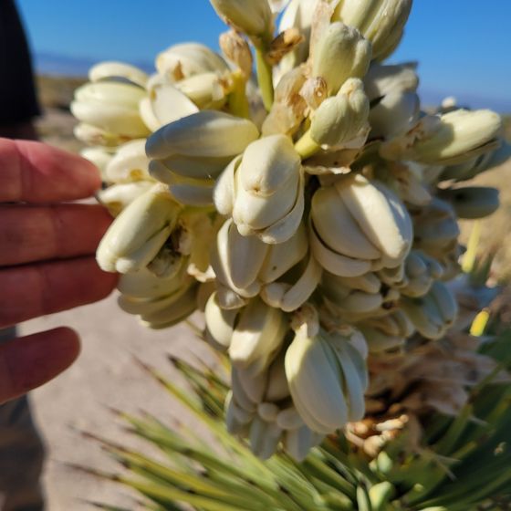 Western joshua tree (Yucca brevifolia)